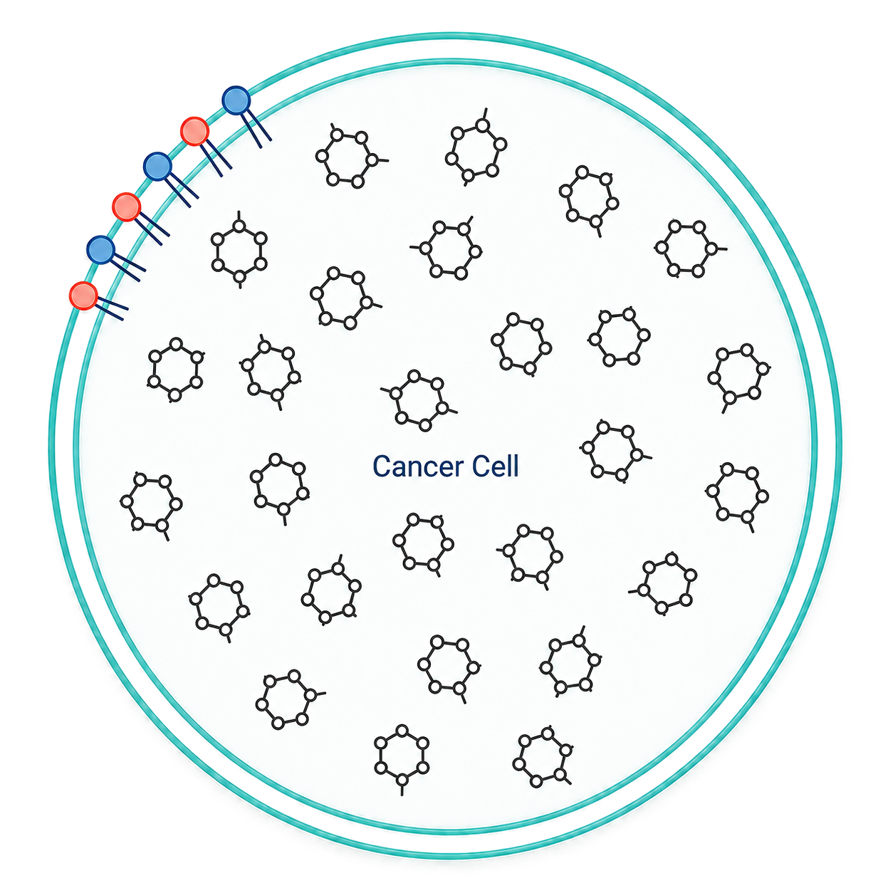 SN-38 payload selectively destroying cancer cell while healthy cell is spared
